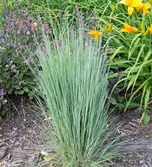 Image result for Schizachyrium