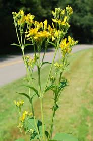 Image result for Verbesina