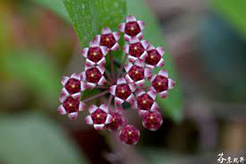 Hoya Kentiana Hoya Plants Guava Tree Tropical Plants