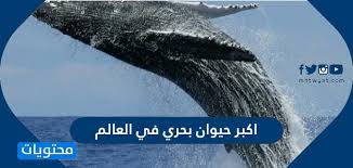 تشمل مملكة الحيوان مئات الألوف من أنواع الكائنات، تراوح في الحجم بين الكائنات ذوات الخلية الواحدة الميكروسكوبية الحجم إلى الحوت الأزرق في الطرف الآخر، وتوجد الحيوانات في كل البيئات. Ø§ÙƒØ¨Ø± Ø­ÙŠÙˆØ§Ù† Ø¨Ø­Ø±ÙŠ ÙÙŠ Ø§Ù„Ø¹Ø§Ù„Ù… Ù…ÙˆÙ‚Ø¹ Ù…Ø­ØªÙˆÙŠØ§Øª
