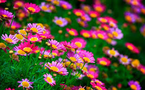 Every image can be downloaded in nearly every resolution to ensure it will work with your device. Pink Flowers Daisies Summer Wallpaper Flowers Wallpaper Better