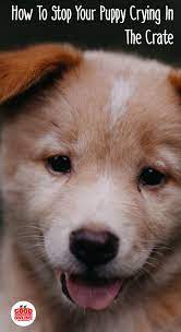 5 Ways To Stop Your Puppy From Crying In Crate Good Doggies Online Puppy Training Dog Training Obedience Puppies
