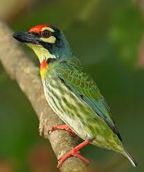 Pbase Com Animals Colorful Birds Animals Beautiful