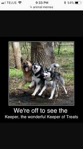 Greatest Animal Memes You Will Ever See 11 Pictures Ladnow Baby Animal Videos Dog Memes Animal Memes