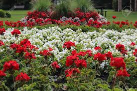 Check spelling or type a new query. Red And White Flowers Depicting The National Flag Of Canada Specially Created To Celebrate The 150th Anniversary Of The Confederation Of Canada This Variety Is Called Canada 150 Stock Photo Picture And