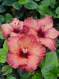 Timeline Photos Secret Language Of Flower Hibiscus Flowers Flower Seeds Bonsai Flower
