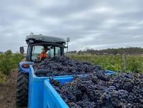 Post Harvest — RidgeView Wines