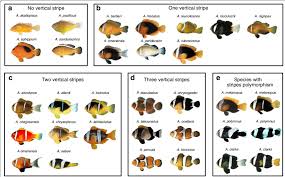 Adult Color Patterns Of Clownfish Species Pictures Of Adult