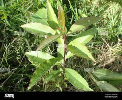 Image result for Ilex mitis