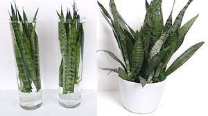 On this video we are going to do sna. How To Make An Indoor Tabletop Snake Plant Water Garden At Home Youtube