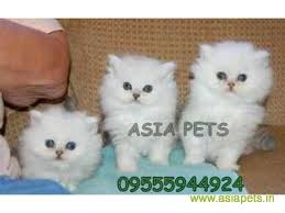 Have one, and you we be very happy. Persian Cats For Sale In Jodhpur Best Price