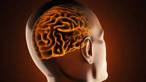 A virus is a chain of nucleic acids (dna or rna) which lives in a host cell, uses parts of the cellular a virus is often housed in a protein coat or protein envelope, a protective covering which allows the. Hjernebetennelse Encefalitt Nhi No