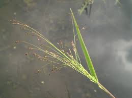 Image result for Panicum monticola