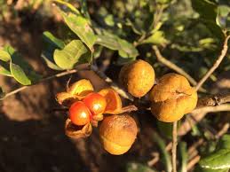 Image result for Bersama lucens