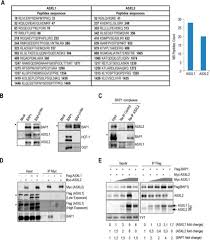 Maybe you would like to learn more about one of these? The Bap1 Asxl2 Histone H2a Deubiquitinase Complex Regulates Cell Proliferation And Is Disrupted In Cancer Journal Of Biological Chemistry