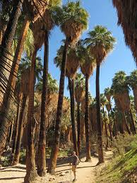 Image result for Washingtonia