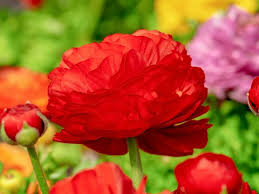 As blue skies and warmer weather appear, colorful blooms. 56 Most Stunning Red Flowers You Should Know Florgeous