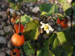 Image result for Solanum villosum