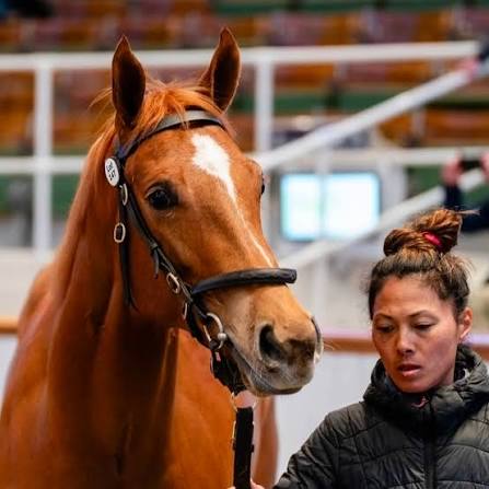 The Tattersalls Craven Breeze Up Sale 2026 at Newmarket concluded yesterday with 117 lots sold (including private sales). The total turnover reached 15,742,643 guineas, with a median price of 100,00