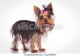 Female breeders male breeders stud service agreement Cute Yorkshire Terrier Puppy Dog Standing On Studio Background And Looking At The Camera With Mouth Open And Tongue Exposed Canstock