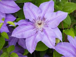 Maybe you would like to learn more about one of these? Pruning Clematis Saga