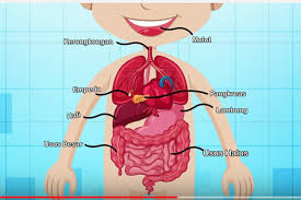 Ruta keratan rentas xpdc bk2 to g rajah de senderismo en kampung gerachi, selangor (မလေးရှား). 3 3 Set 2 Aliran Pencernaan Makanan Science Quizizz