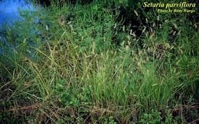 Image result for Setaria kagerensis