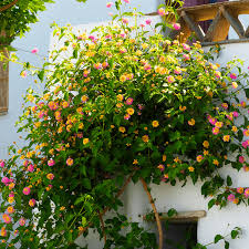 Image result for Lantana camara