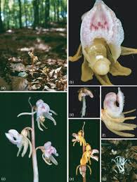 Image result for Epipogium roseum