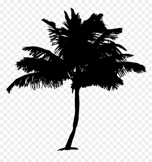 Also 3 vector pokok kelapa available at png transparent variant. Palm Tree Coconut Palm Tree Tree Pokok Kelapa Clip Art Hd Png Download Vhv
