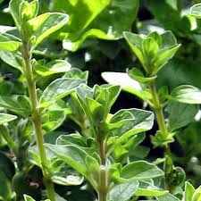 Image result for Origanum majorana
