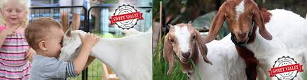 Let us entertain them for you.with sydney's largest and best mobile animal farm. Baby Animals Petting Zoo Parties