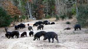 Maybe you would like to learn more about one of these? 14 Hunting Ideas Hunting Hog Hunting Wild Hog