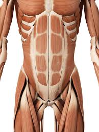 Anatomy of the human body. Male Abdominal Muscles Stock Illustration Illustration Of White 38864414
