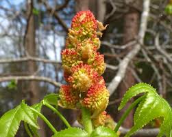 If you've got the space and are looking to add some fall color, this tree is a sure bet. Spring Flowers Of The Sweet Gum Tree Liquidambar Styraciflua News From Rockcliff Farm