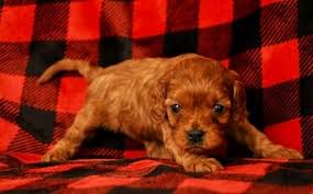 When you adopt one of our beautiful cavapoo or cavapoochon puppies, you are adopting from a breeder who looks forward to a relationship with you for many years to come. Puppyfinder Com Cavapoo Puppies Puppies For Sale Near Me In Arizona Usa Page 1 Displays 10