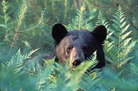 We did not find results for: Facts About Black Bears In The Adirondacks