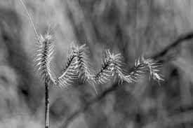 Image result for Ctenium concinnum