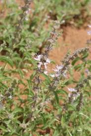 Image result for Ocimum americanum