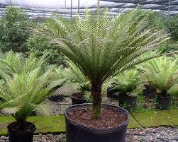 Blechnum Gibbum Silver Lady Foliage Plant Forming A Rosette Of Hard Glossy Foliage That Sends Up Pink New Fronds I Blattpflanzen Baume Pflanzen Farne Garten