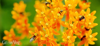 Check spelling or type a new query. Best Perennial Flowers For Bees Beetles And Butterflies
