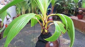 Check spelling or type a new query. Harga Bonsai Kelapa 16 Juta Youtube