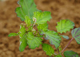 Image result for Boerhavia diffusa