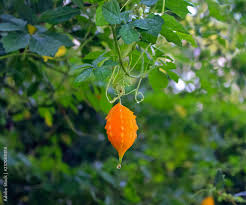 Image result for Momordica balsamina