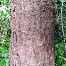 Image result for Pinus maximinoi