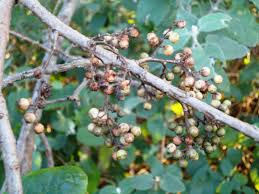 Image result for Maesa lanceolata