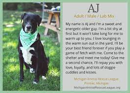 Maybe you would like to learn more about one of these? Ten Lovely Adoptable Labs In Michigan Puppy Leaks