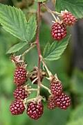 Image result for Rubus kirungensis