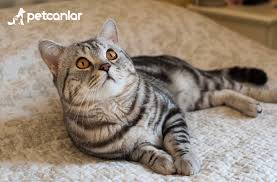 Kedi Cinsleri Ve Irkari Petcanlar Com