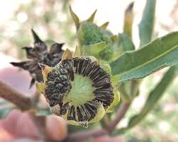 Image result for Eclipta prostrata